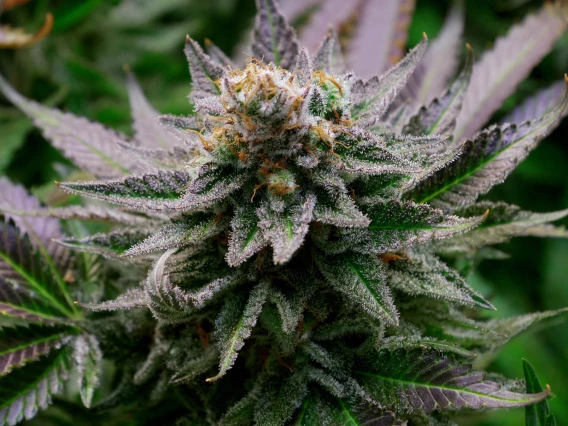 photograph of cannabis